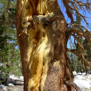 SouthernSierra 482 : SouthernSierra